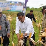 j Gubernur Kaltim Akmal Malik memanen jagung perdana yang ditanam di Jalan Poros Mugirejo Lubuk Sawah, Samarinda.