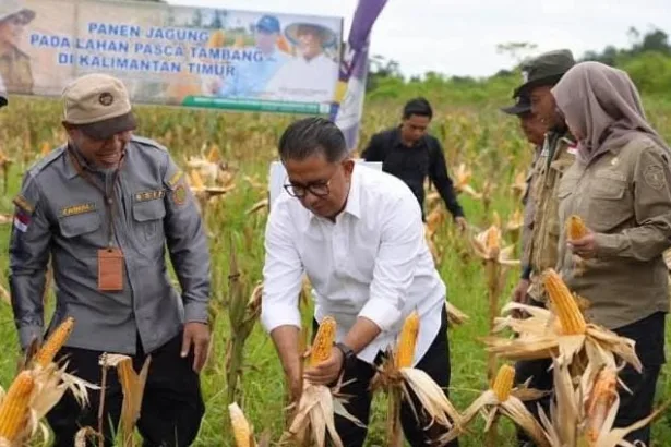j Gubernur Kaltim Akmal Malik memanen jagung perdana yang ditanam di Jalan Poros Mugirejo Lubuk Sawah, Samarinda.