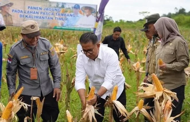 j Gubernur Kaltim Akmal Malik memanen jagung perdana yang ditanam di Jalan Poros Mugirejo Lubuk Sawah, Samarinda.