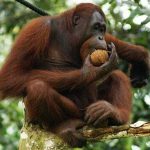 Ilustrasi Orangutan.