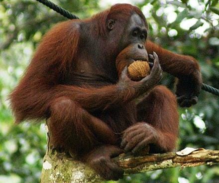 Ilustrasi Orangutan.
