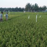 Lahan pertanian di Kukar.