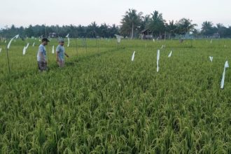 Lahan pertanian di Kukar.
