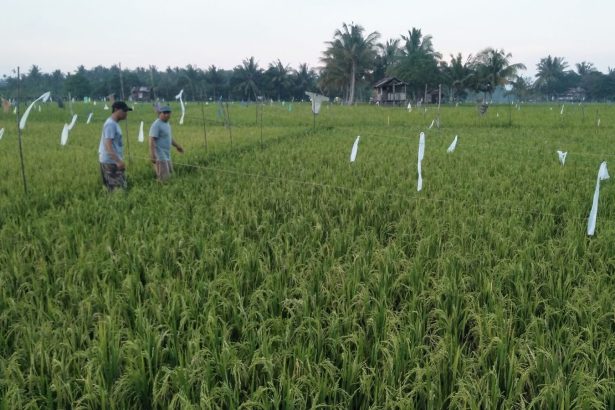 Lahan pertanian di Kukar.