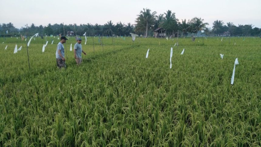 Lahan pertanian di Kukar.