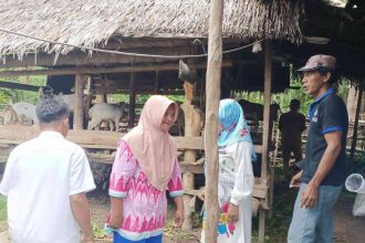 Peternakan kambing di Desa Loa Raya.