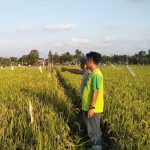 Petani Padi di Desa Suka Maju, Kukar.