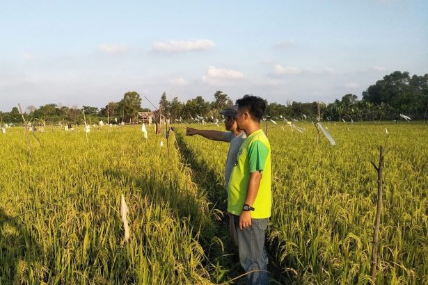 Petani Padi di Desa Suka Maju, Kukar.
