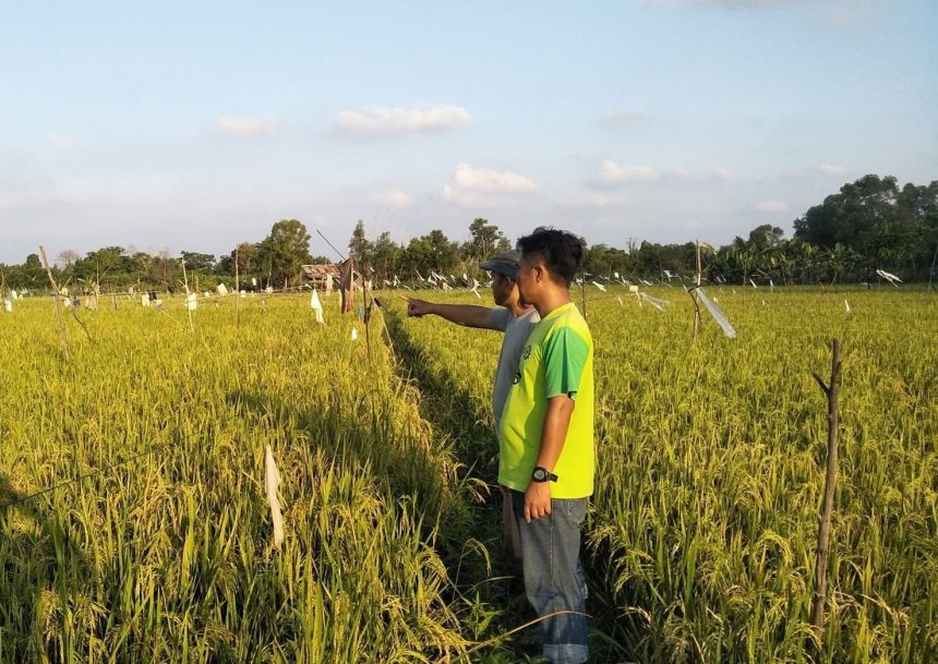 Petani Padi di Desa Suka Maju, Kukar.